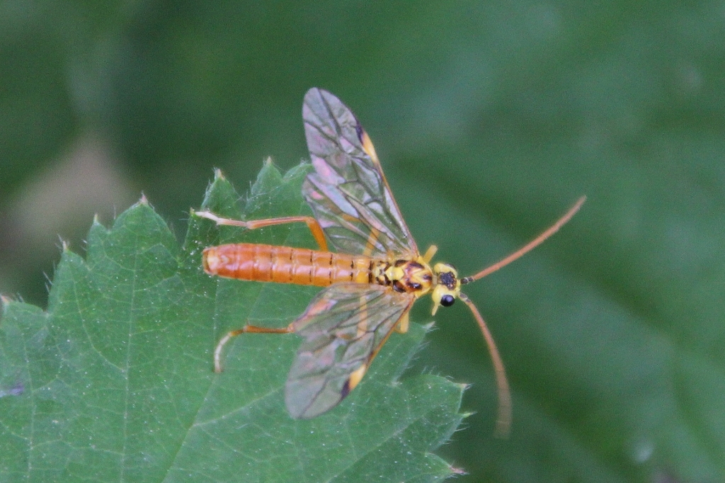 bladwespen; zaagwespen sawflies Megalodontoidea Tenthredinoidea